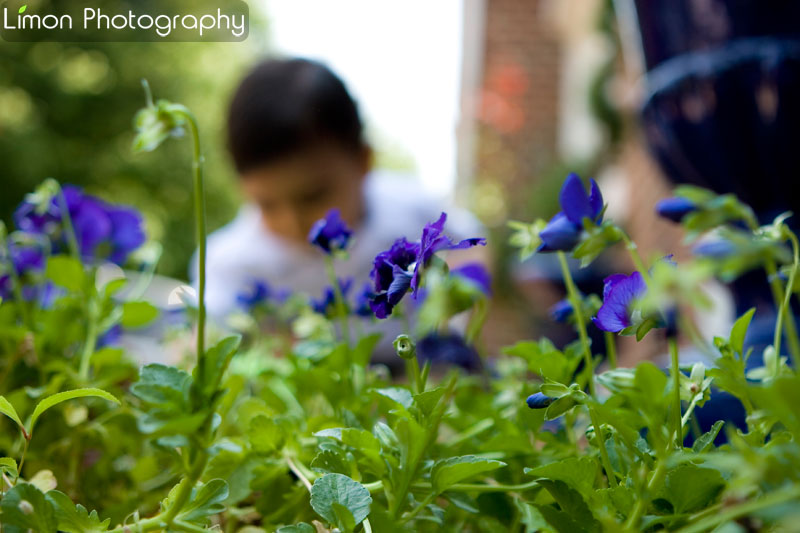 purple flowers